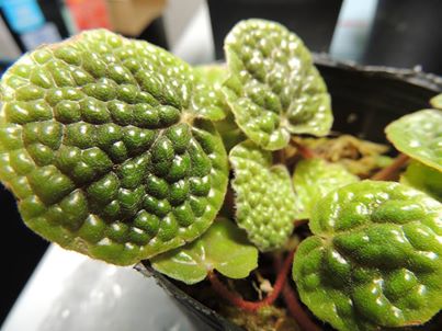 B. bullatifolia